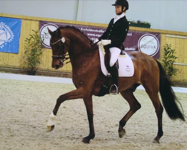 Dressurpferd Runaway 25 (Westfale, 2007, von Rock Forever NRW)