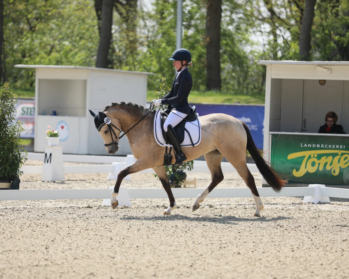 Cavallo da Dressage Küstenliebe R (Pony da Sella Tedesco, 2020, di Notting Hill 2)