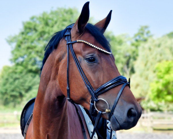 horse Be my Love (Westphalian, 2019, from Blue Hors Baron)