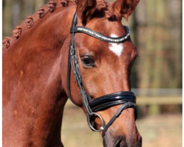 dressage horse About Us A (Westphalian, 2018, from Ac-Dc 4)