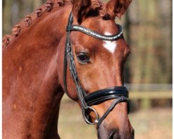 dressage horse About Us A (Westphalian, 2018, from Ac-Dc 4)