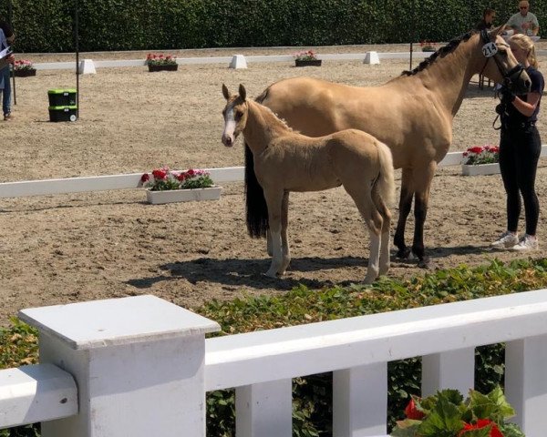 horse What A Next Princess (German Riding Pony, 2023, from FS Next Diamond)
