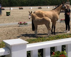 Pferd What A Next Princess (Deutsches Reitpony, 2023, von FS Next Diamond)