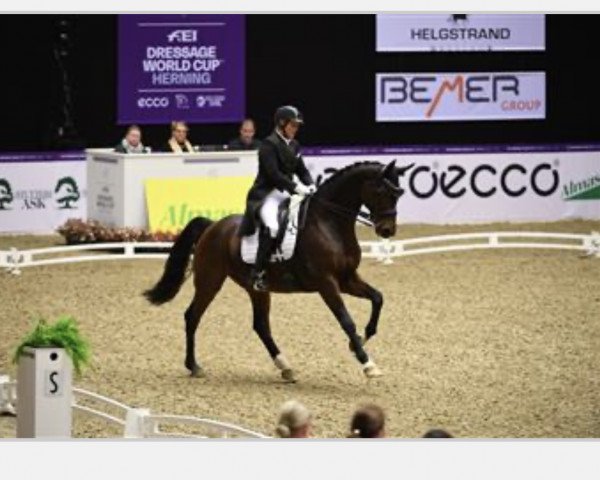 Dressurpferd Hestegaardens Supreme (Dänisches Warmblut, 2006, von Florencio I) Dressurpferd Hestegaardens Supreme (Dänisches Warmblut, 2006, von Florencio I)