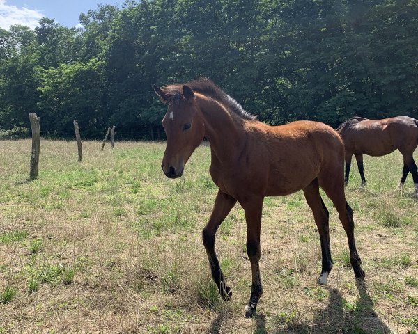 horse Karat (Oldenburg, 2023, from Fynch Hatton)