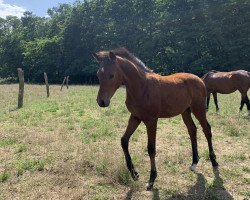 horse Karat (Oldenburg, 2023, from Fynch Hatton)