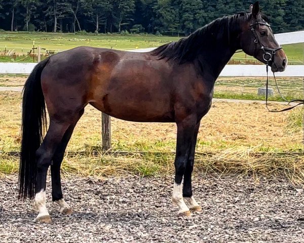 horse Fräulein Fio (Westphalian, 2020, from Franziskus FRH)