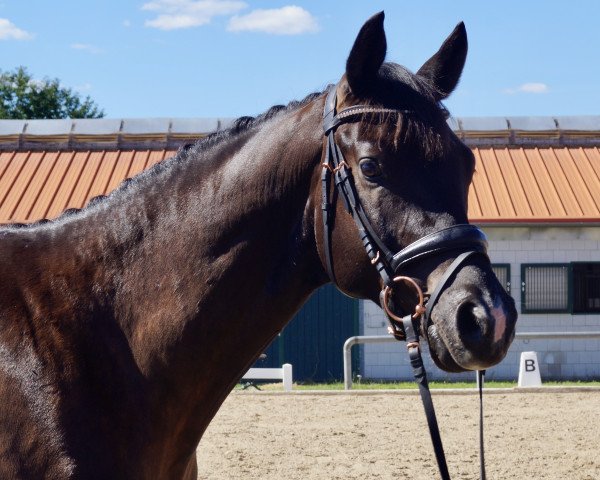 horse Karibiktanz (Trakehner, 2016, from Sir Sansibar)
