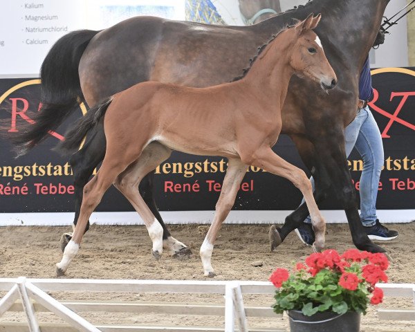 horse Dia Louna (Westphalian, 2023, from Dia Corrado)