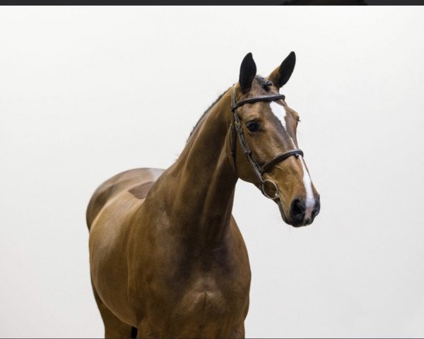 Springpferd Marije (KWPN (Niederländisches Warmblut), 2017, von Irvington VDL)