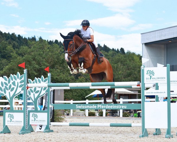 jumper Coronas (Westphalian, 2014, from Coronas 2)