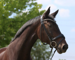 broodmare Favoritin 12 (Hanoverian, 2009, from Fidertanz)