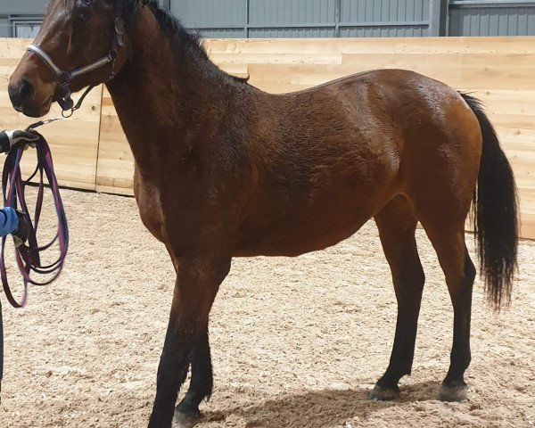 horse Cassiopeia L (Swedish Warmblood, 2018, from Casall Ask) horse Cassiopeia L (Swedish Warmblood, 2018, from Casall Ask)