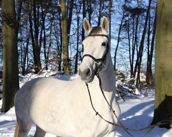 jumper Calma 6 (German Sport Horse, 2011, from Calme)