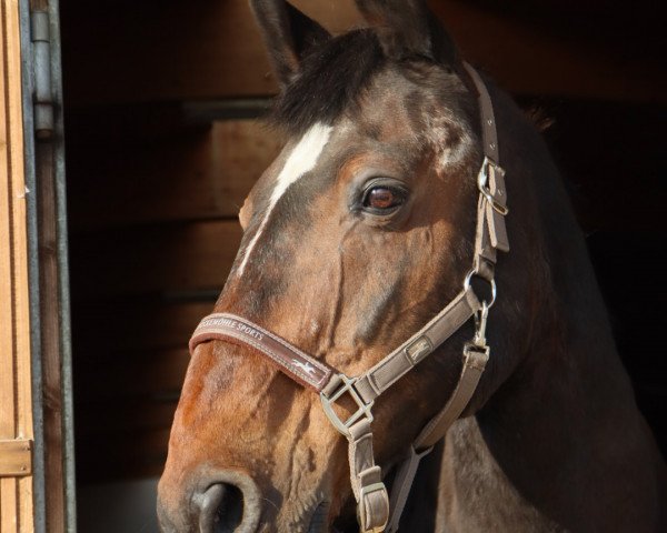 horse Rodby 4 (Holsteiner, 2000, from Ramirado)