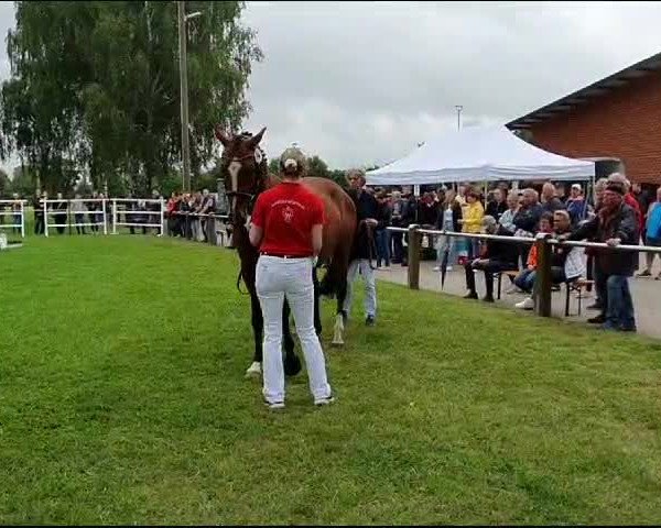 Video von Donnerstern