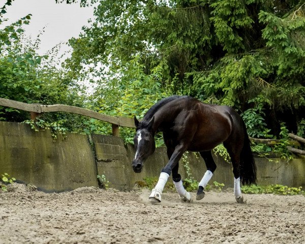 broodmare Kismet Easter Lady (Quarter Horse, 2004)