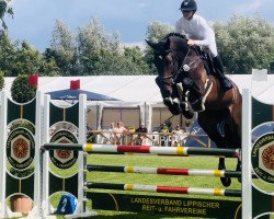jumper I Don't Care (KWPN (Royal Dutch Sporthorse), 2017, from Ibolensky)