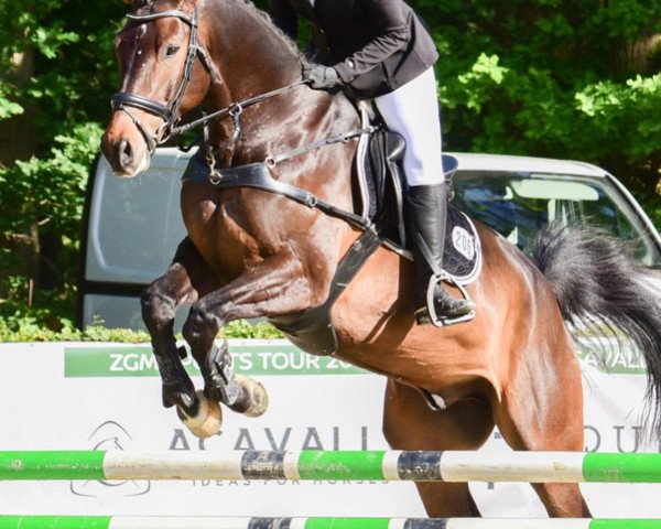 jumper Cocoloco F (Westphalian, 2016, from Cascavelle NT)