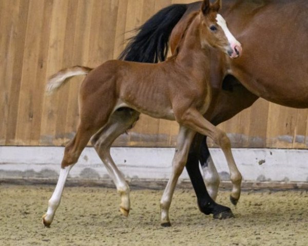 horse Hengst von Unique / Cornado I (Westphalian, 2023, from Unique)