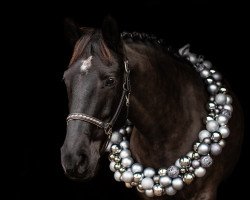 Zuchtstute Kanarele (Litauer Warmblut, 2007)