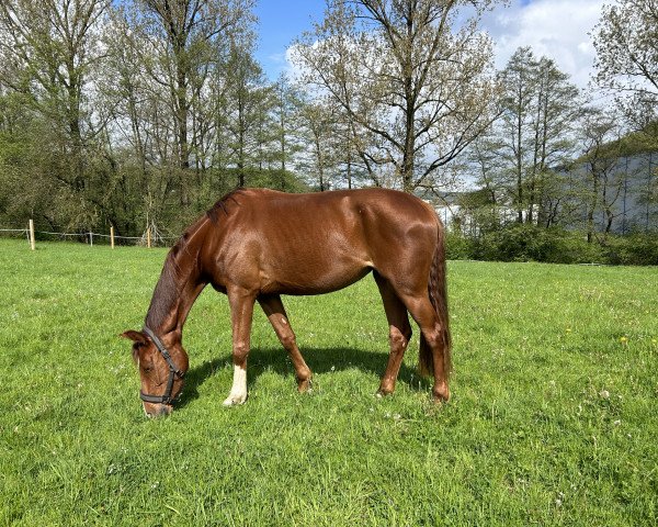 horse Scarlett (Westphalian, 2020, from Symphonic)