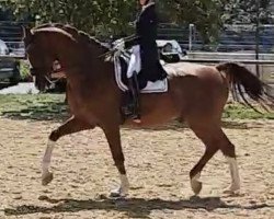 dressage horse den Mag Ich (Westphalian, 2012, from De Beers Diamond)