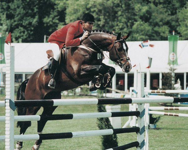 stallion Voltaire (Hanoverian, 1979, from Furioso II)