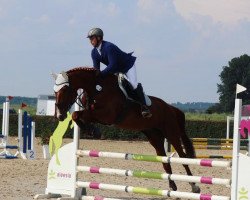jumper Lavera 6 (Hanoverian, 2007, from Lord Z)