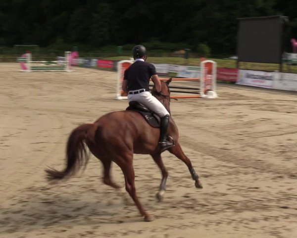 Reitturnier Hemer 2023