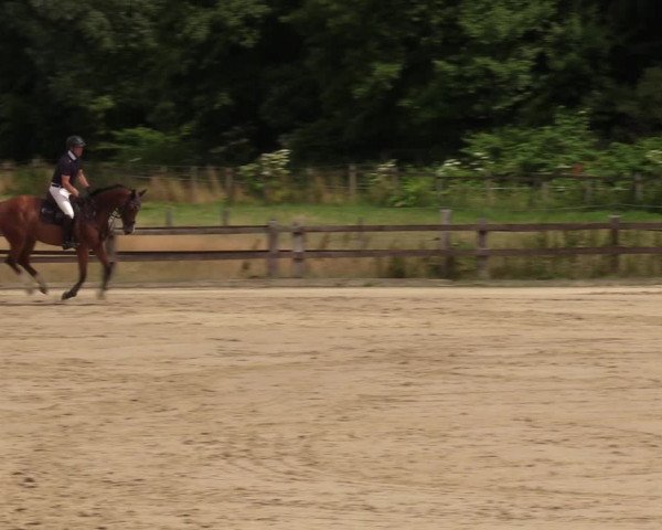 Reitturnier Hemer 2023