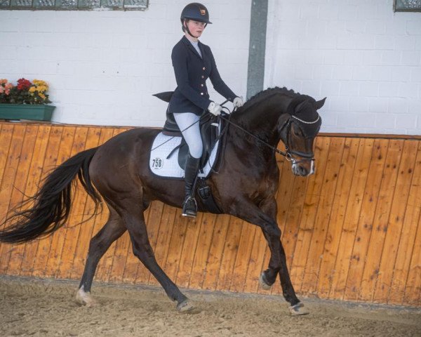 Springpferd Con Chico 3 (Holsteiner, 2018, von Chico's Boy)