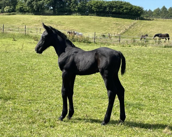 horse Hengst von Cicero Z / Contender (Holsteiner, 2022, from Cicero Z van Paemel)