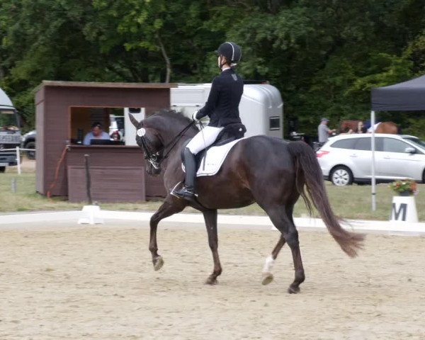 Reitturnier Heiligenwald 2023