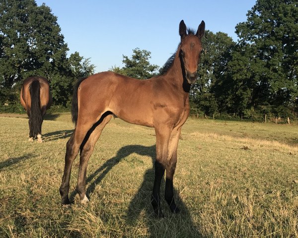 horse Ivici ZGR (Holsteiner, 2018, from I'm Special de Muze)