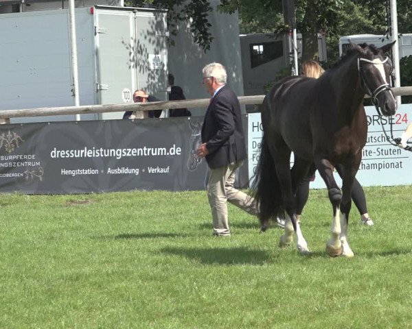 Horse24 Deutsches Elite-Stutenchampionat 2023
