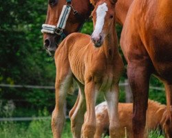 horse Zora vom Altenberg (Westphalian, 2023, from Zavattini)