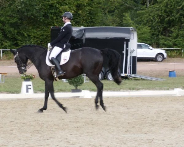 Reitturnier Heiligenwald 2023