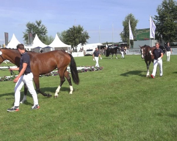 Horse24 Deutsches Elite-Stutenchampionat 2023