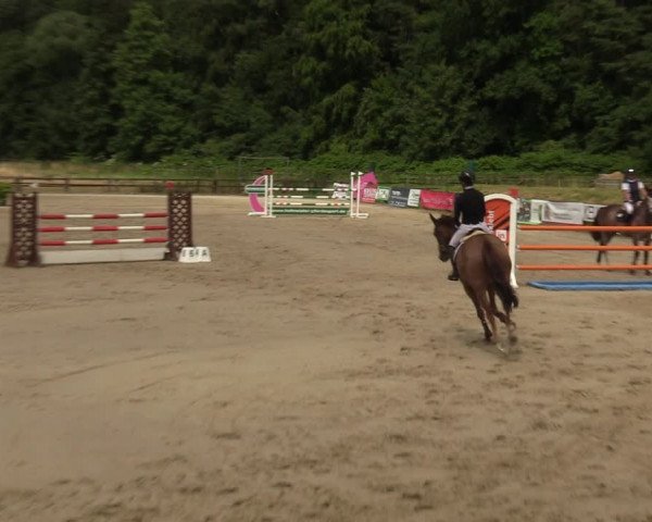Reitturnier Hemer 2023