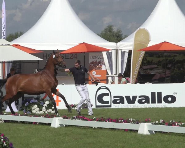 Horse24 Deutsches Elite-Stutenchampionat 2023