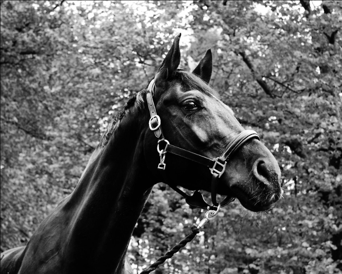 horse Fernando 661 (Bavarian, 2005, from Florestano)