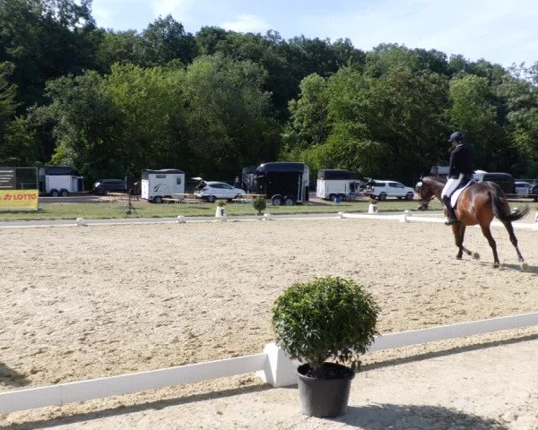 Reitturnier Heiligenwald 2023