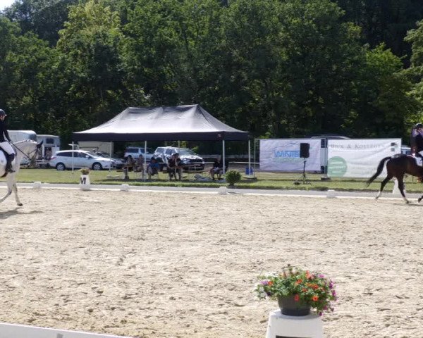 Reitturnier Heiligenwald 2023