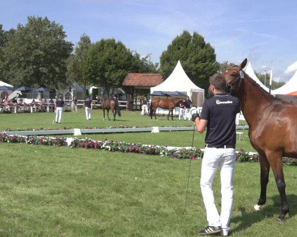 Horse24 Deutsches Elite-Stutenchampionat 2023