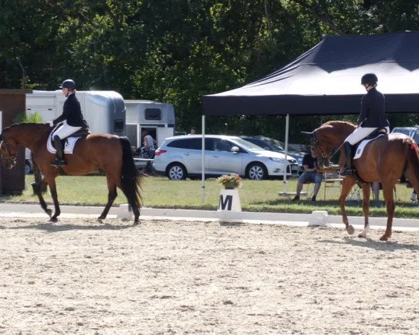 Reitturnier Heiligenwald 2023