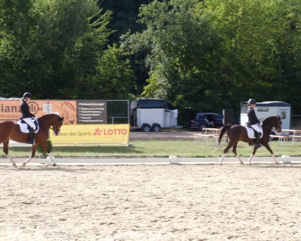 Reitturnier Heiligenwald 2023