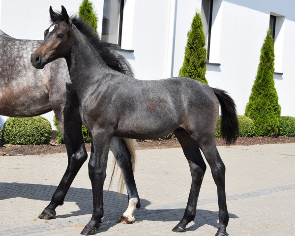 stallion Jasperbin (Westphalian, 2023, from Jasper)