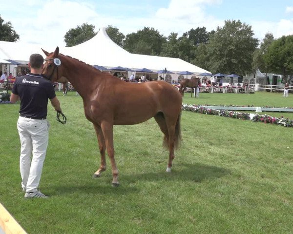 Horse24 Deutsches Elite-Stutenchampionat 2023