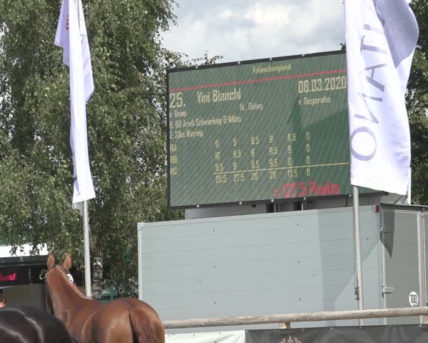 Horse24 Deutsches Elite-Stutenchampionat 2023